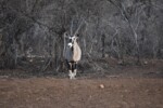 Oryx (again)