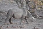 A rhino called "Don't Worry" (sadly dehorned to try to prevent poaching)