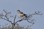 Pale chanting Goshawk