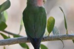 Erongo: Rosyfaced lovebird