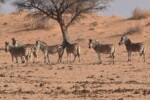 Zebras