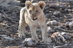 Ongava pride - one of 18 cubs