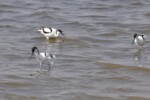 Avocets