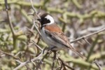 White browed sparrow weaver