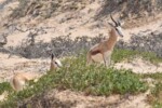 Springbok