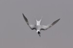 Damara tern