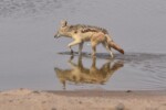 Black backed jackal