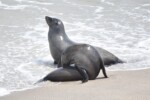 Fur seals at Cape Cross