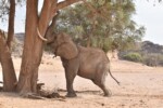 He's going to shake this tree