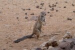 Kalahari Red Dunes: Ground Squirrel