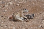 Kalahari Red Dunes: Ground Squirrel